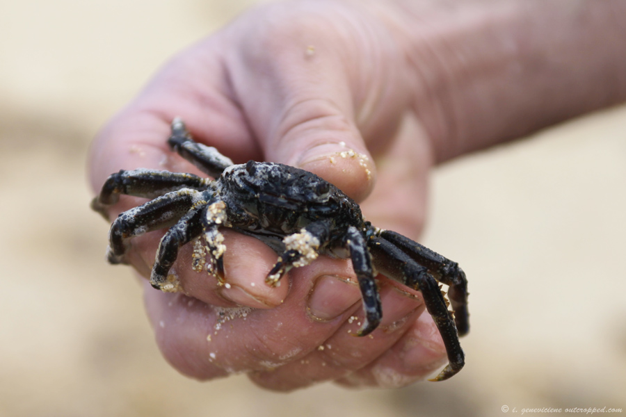 daddy holding the black crab daddy holding the black crab
